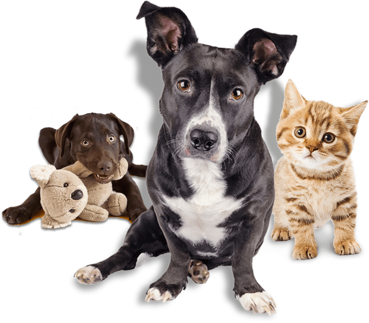 ONG CãoDomínio